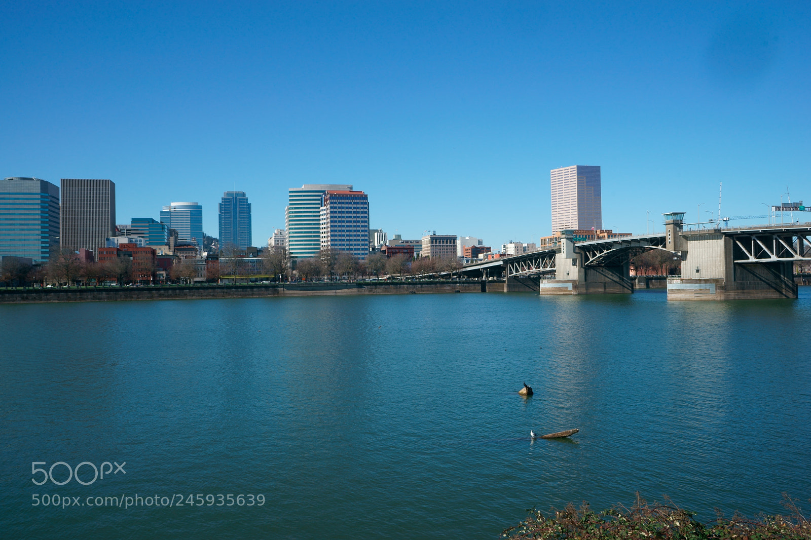 Sony a7 sample photo. Portland today photography