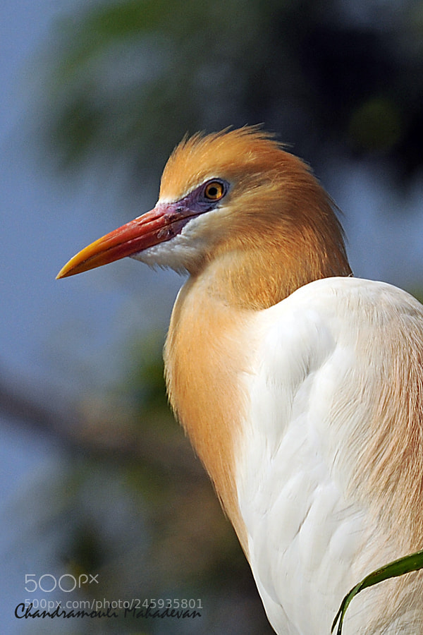 Nikon D3X sample photo. Cattle egret in breeding photography