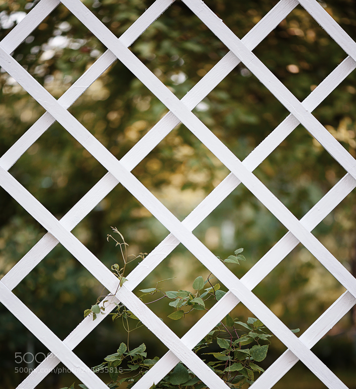 Nikon D810 sample photo. Greenery mood photography