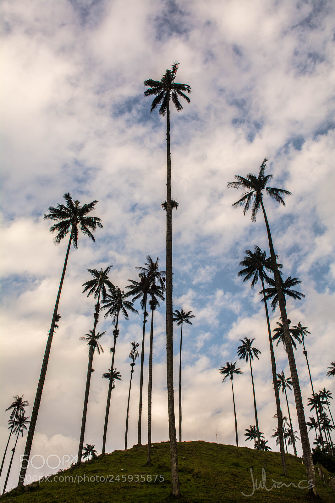 Nikon D7100 sample photo. Palmas de cera photography