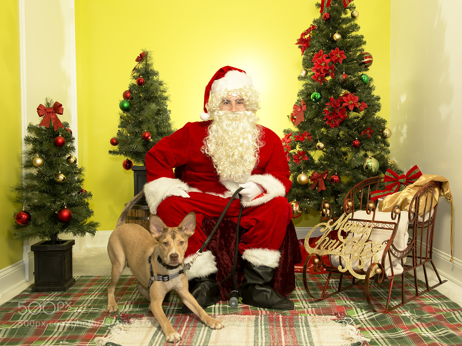 Nikon D800 sample photo. Santa paws photography