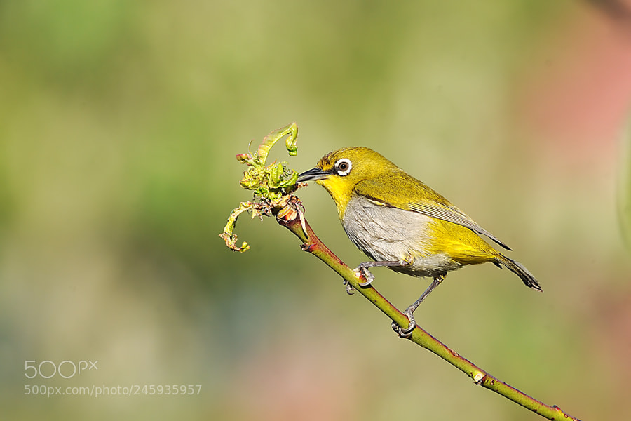 Nikon D3X sample photo. Oriental white eye photography