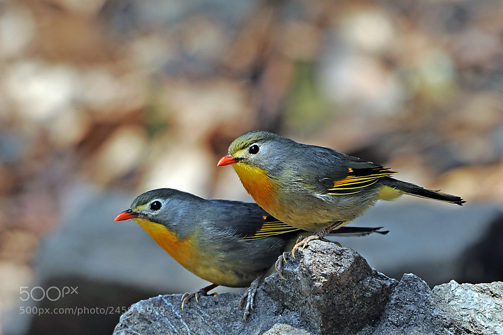 Nikon D3X sample photo. Red billed leothrix photography