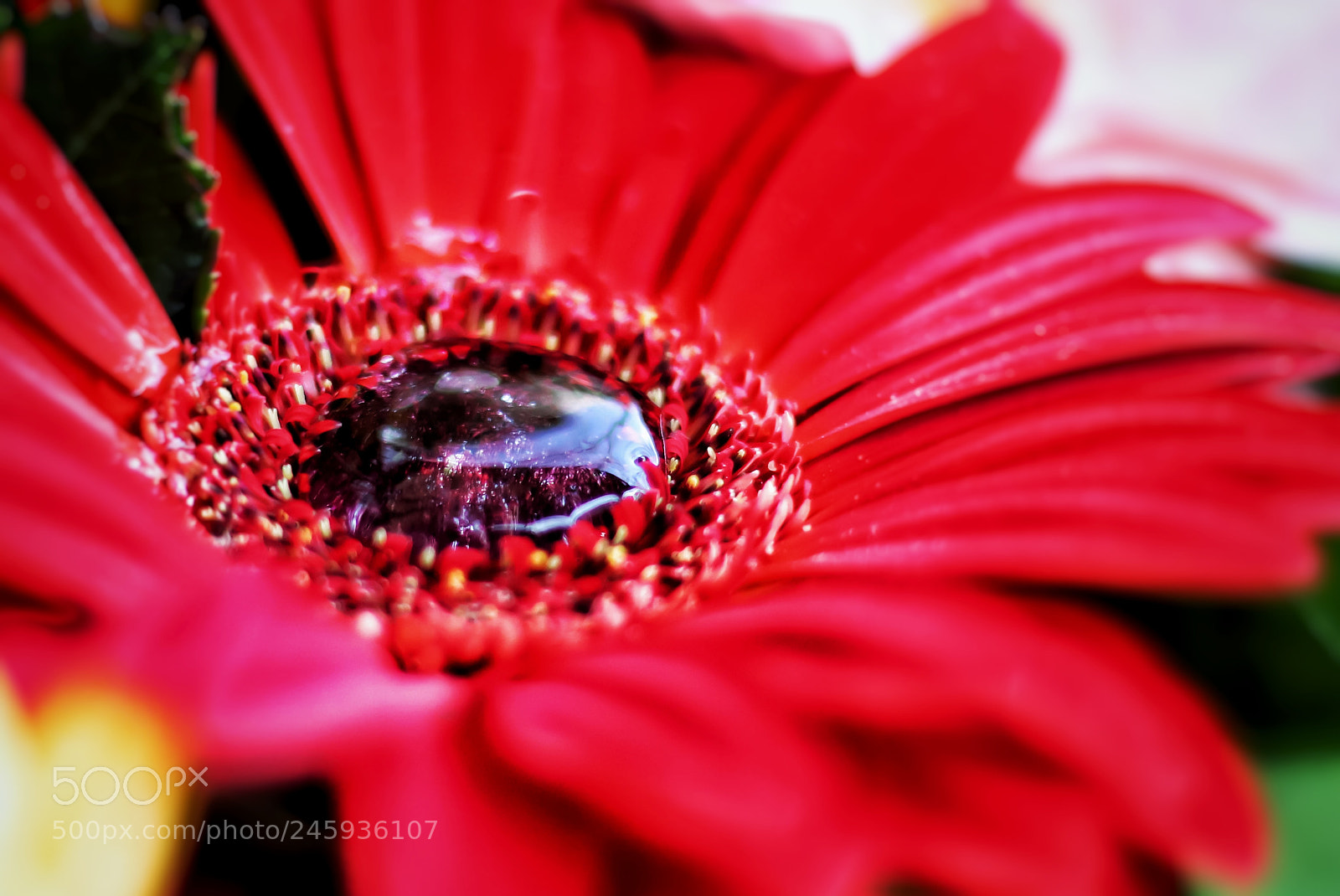 Canon EOS 77D (EOS 9000D / EOS 770D) sample photo. The art of nature photography