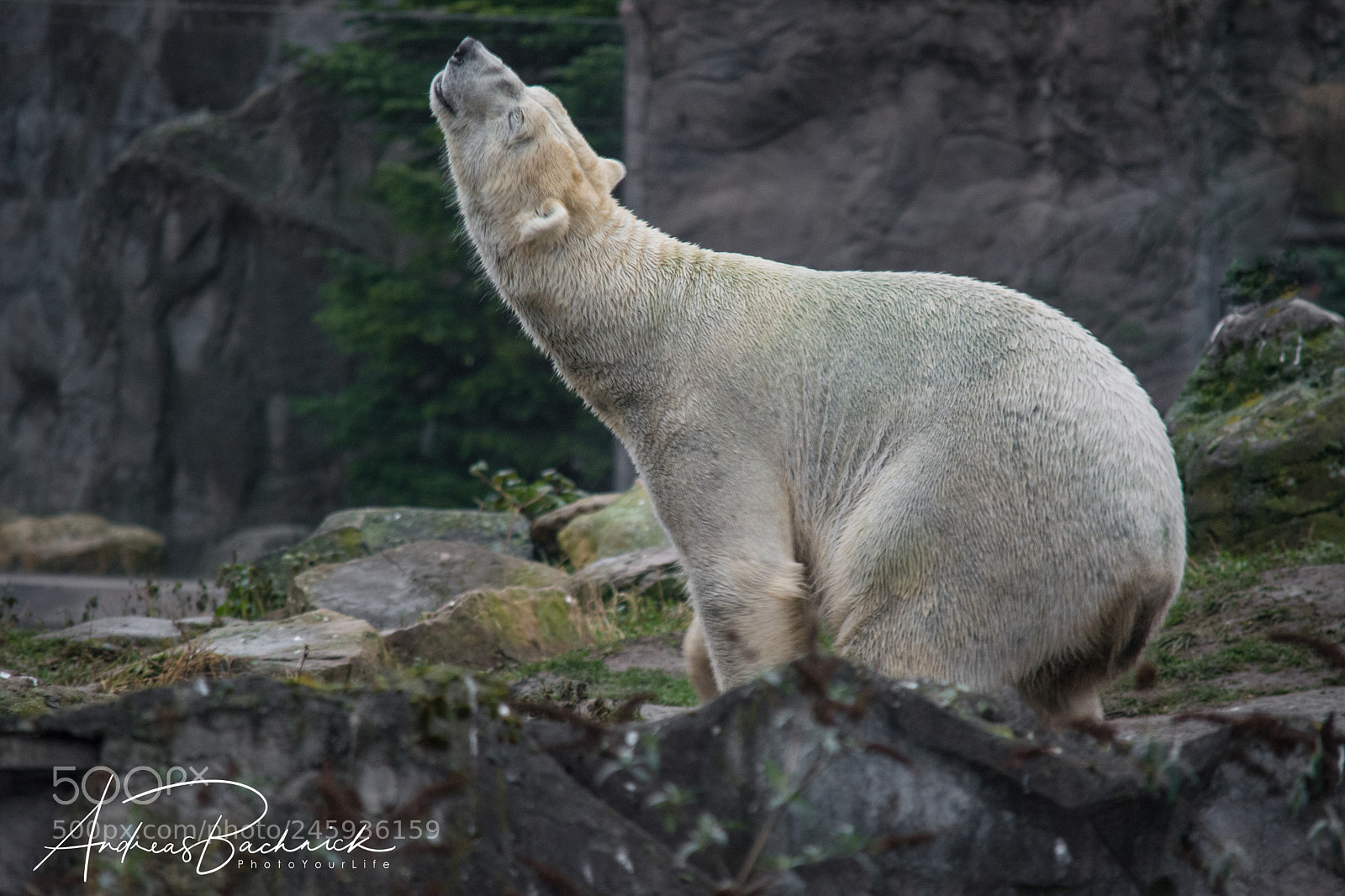 Nikon D5200 sample photo. Love is in the photography