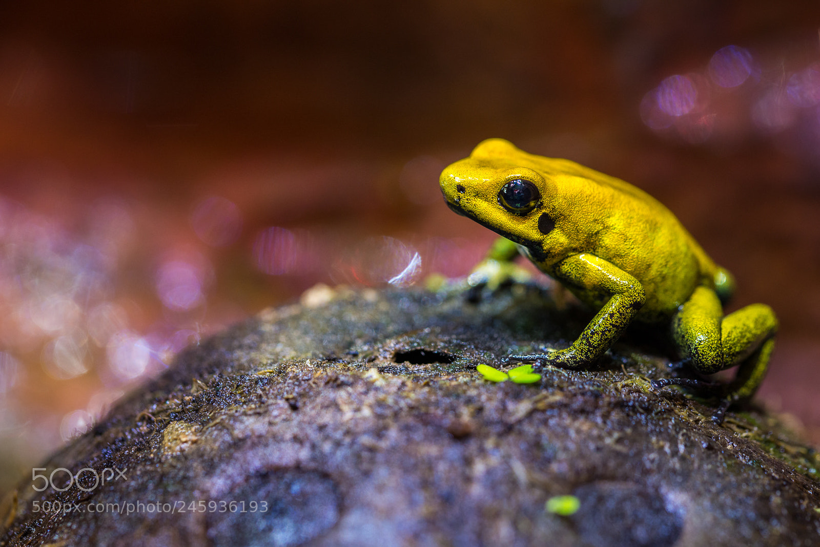 Nikon D610 sample photo. Phyllobates bicolor photography
