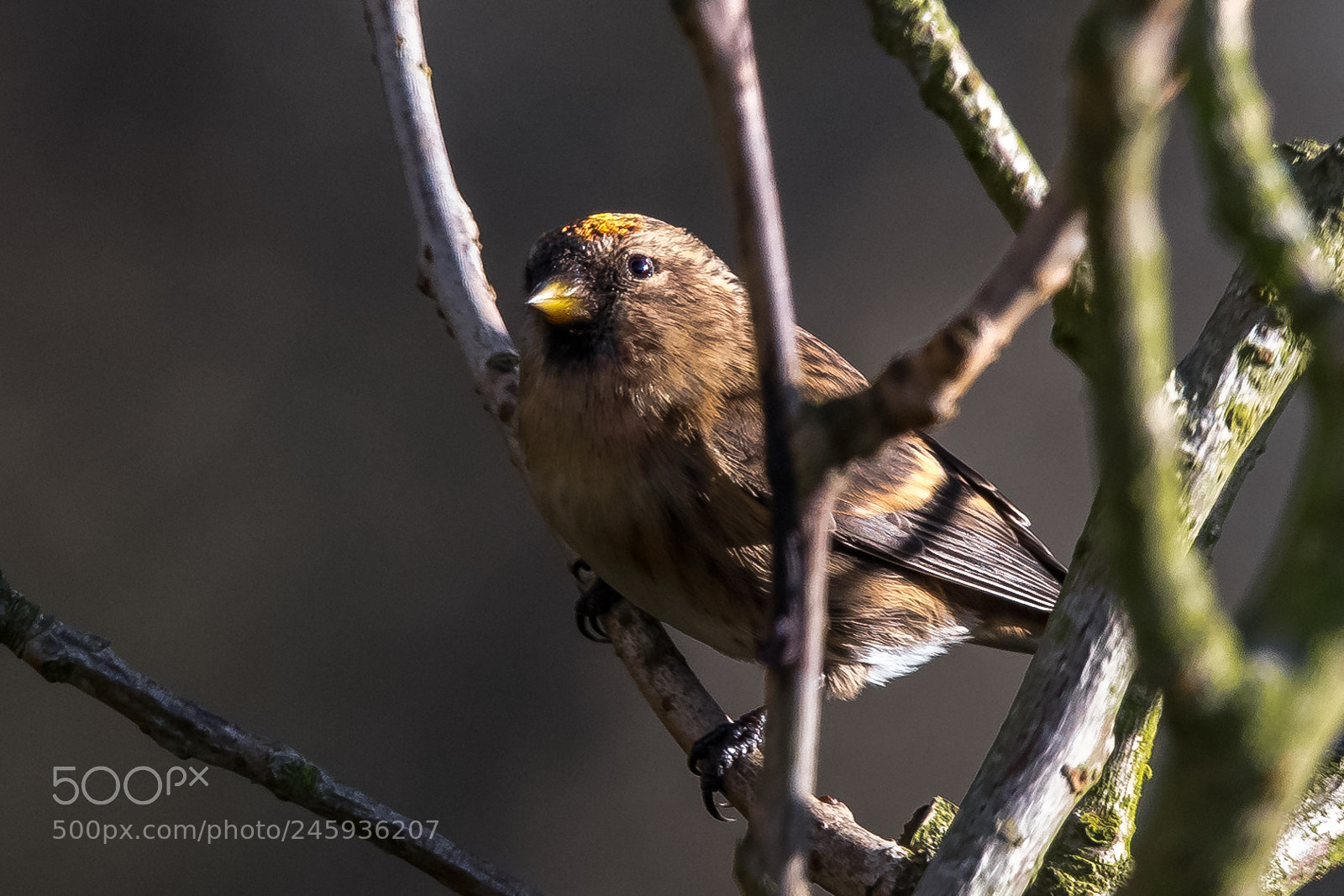 Nikon D850 sample photo. Finch in the shadows photography