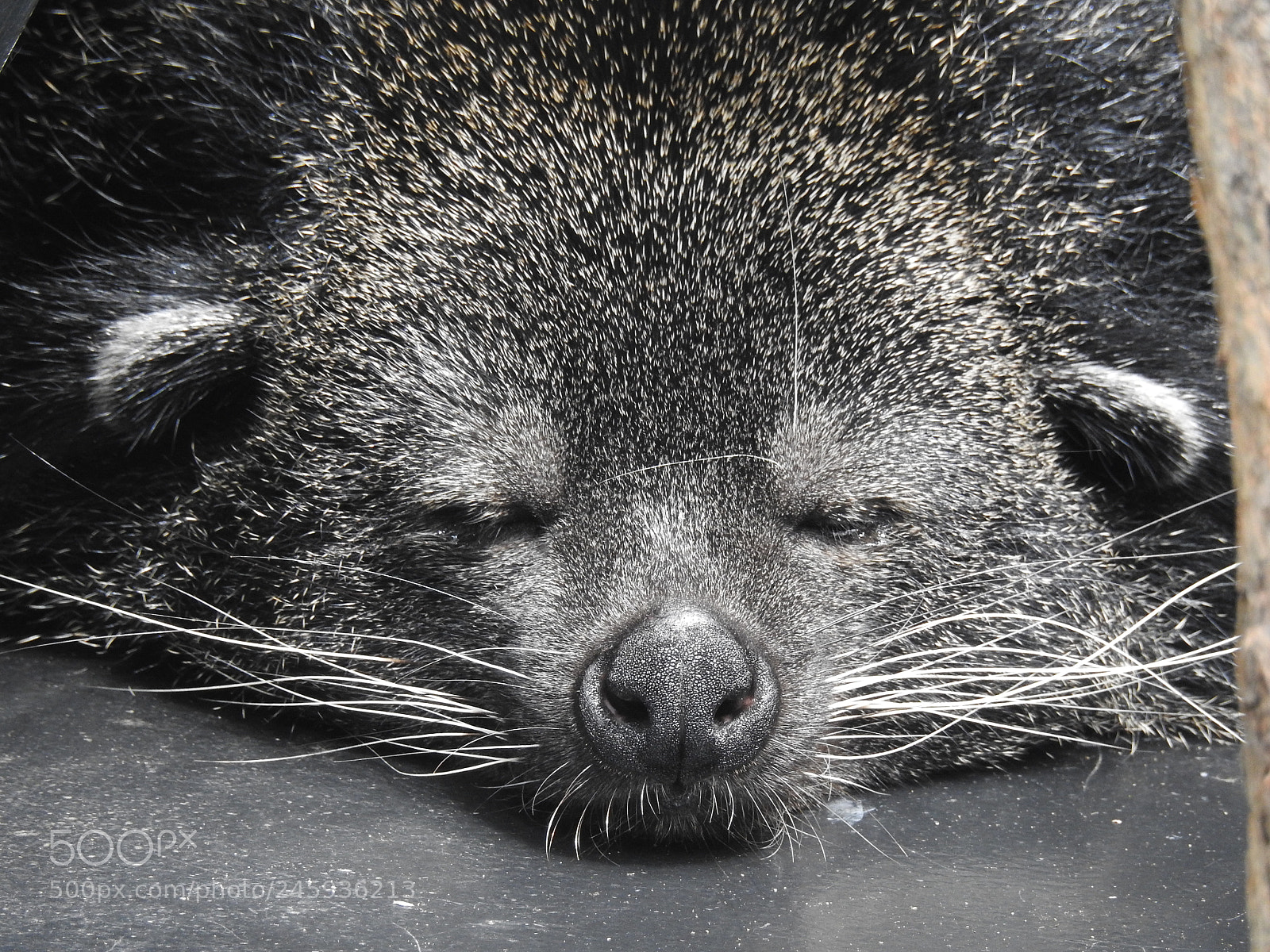 Nikon Coolpix P900 sample photo. A binturong photography