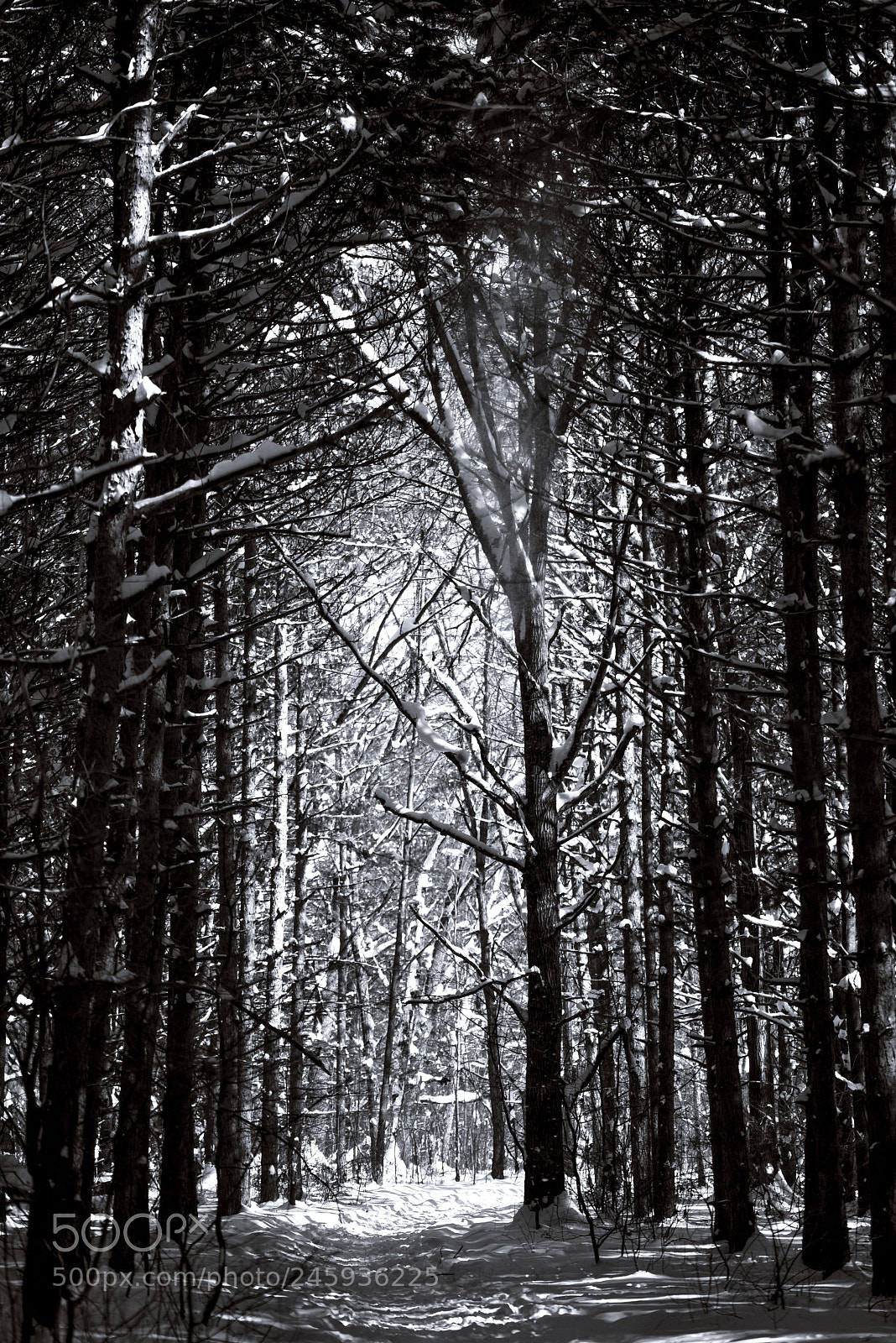 Nikon D600 sample photo. Untitled photography