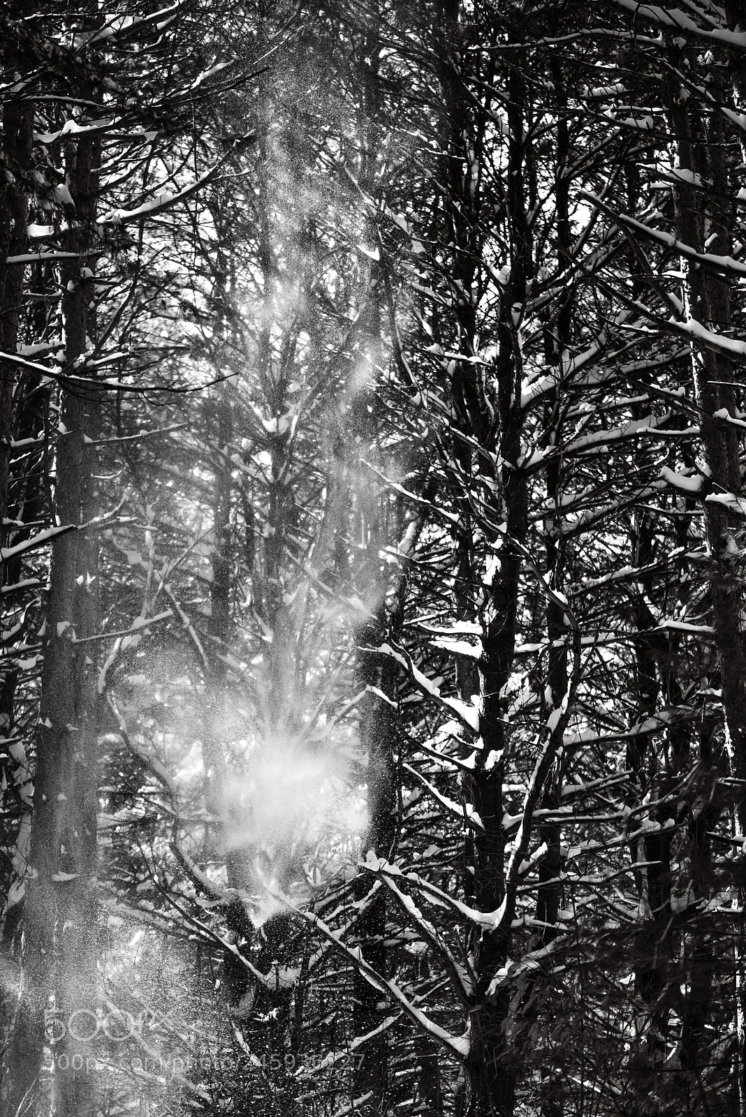 Nikon D600 sample photo. Untitled photography
