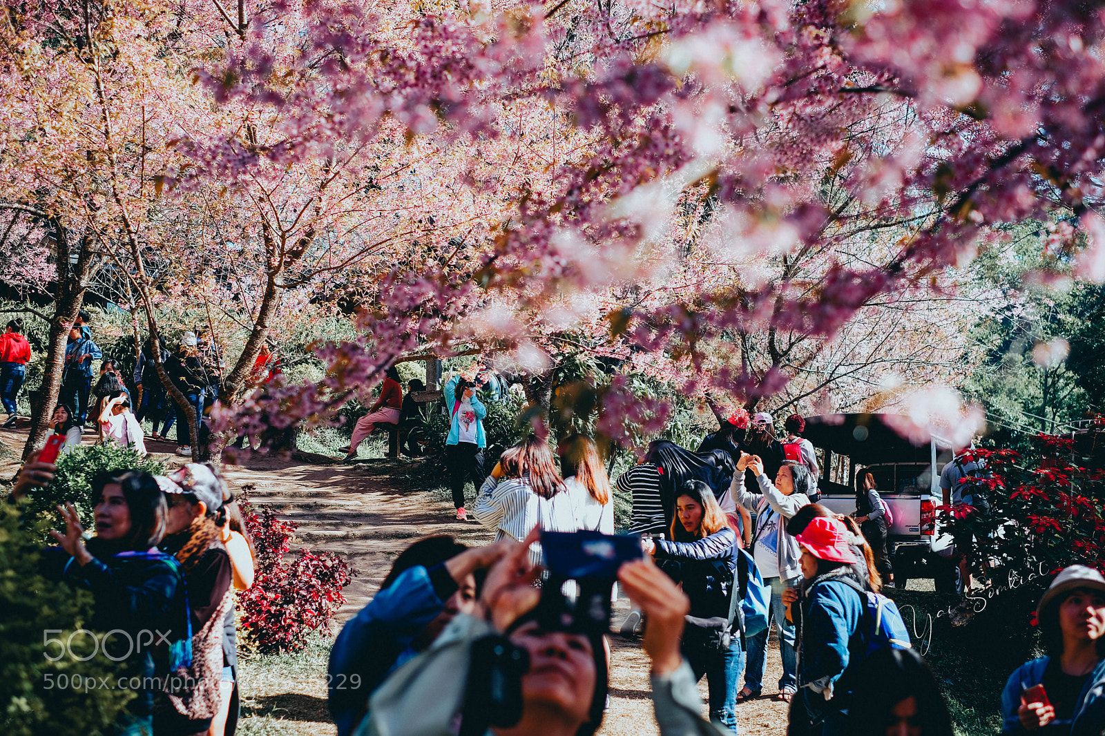 Fujifilm X-T20 sample photo. Cherry blossom festival. photography