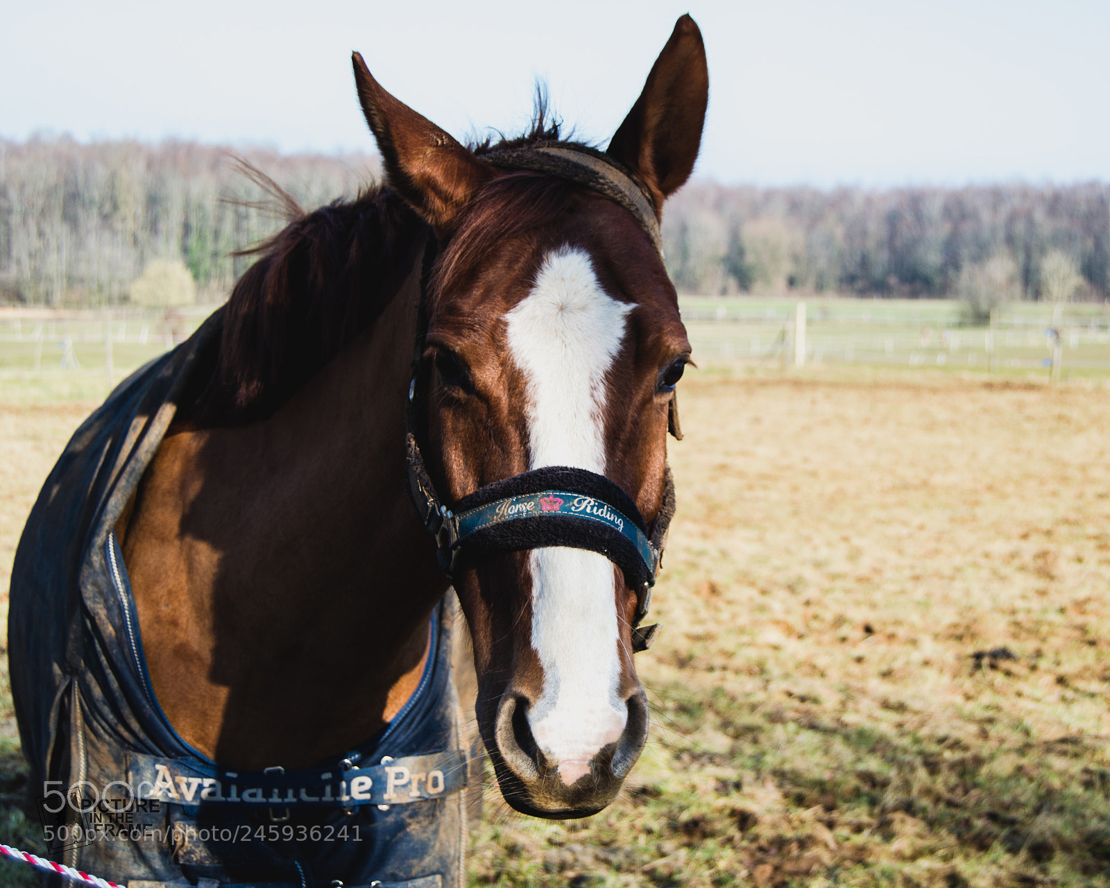 Nikon D3200 sample photo. Le cheval photography