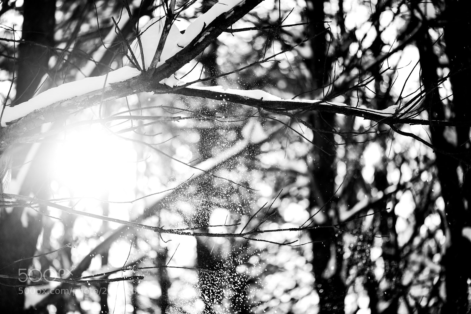 Nikon D600 sample photo. Untitled photography