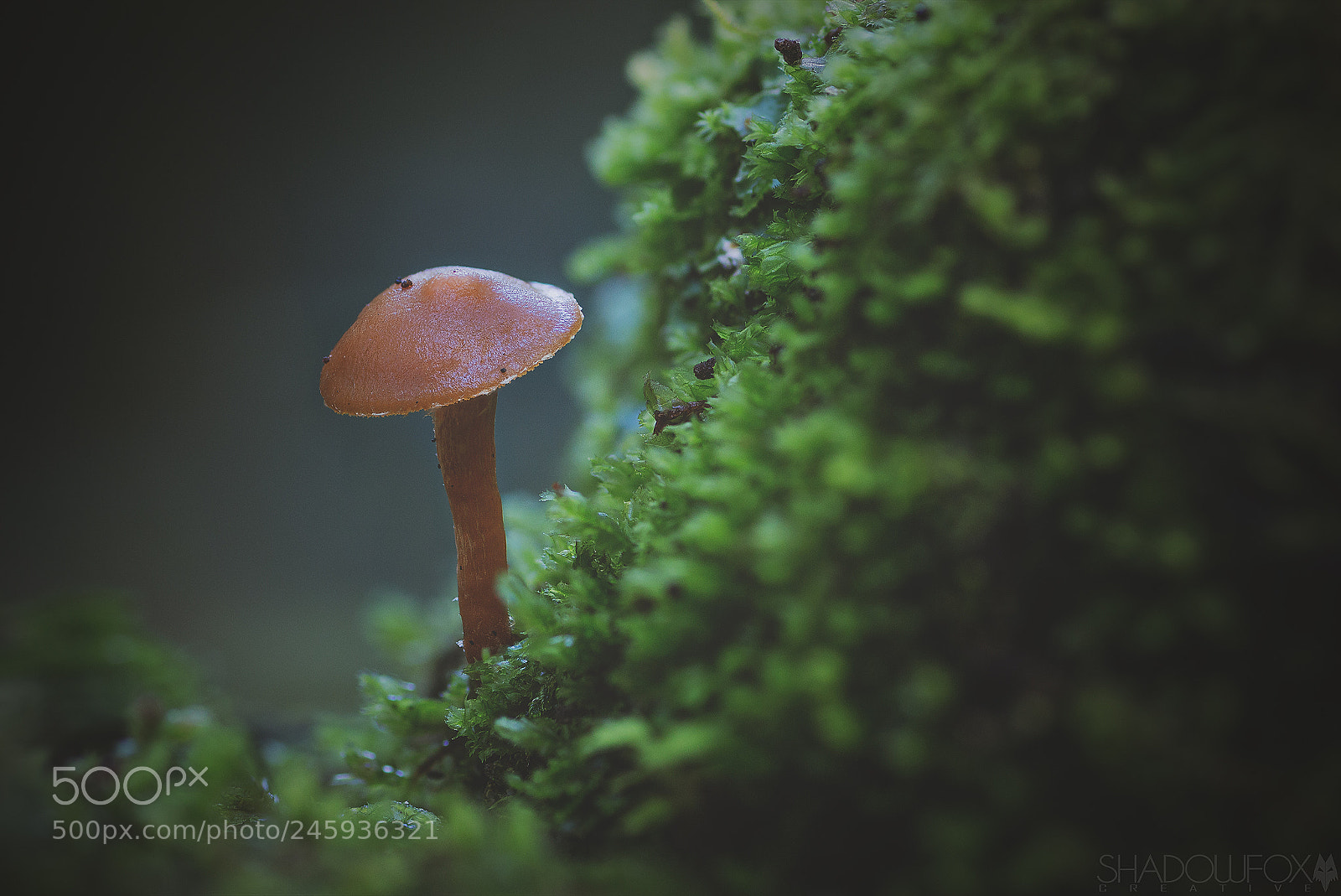 Canon EOS 700D (EOS Rebel T5i / EOS Kiss X7i) sample photo. Fungi 2018-2 photography