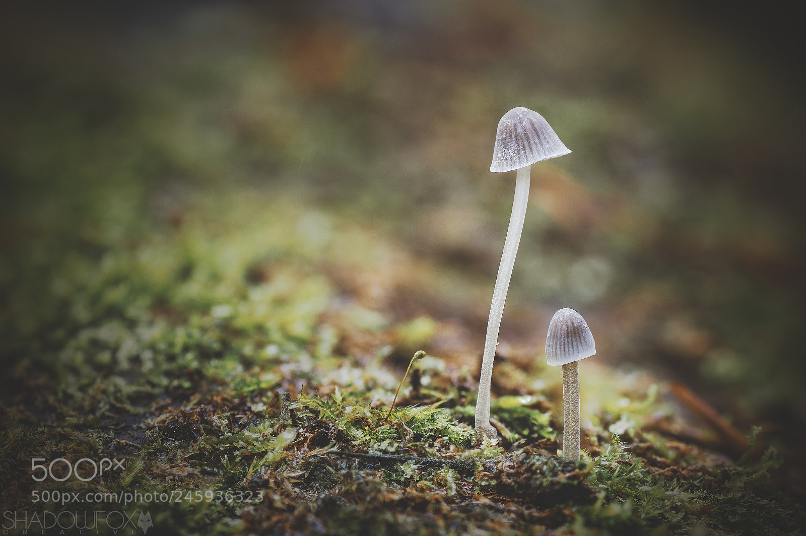 Canon EOS 700D (EOS Rebel T5i / EOS Kiss X7i) sample photo. Fungi 2018-3 photography