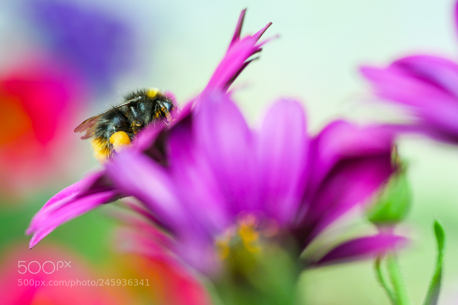 Panasonic Lumix DMC-GX85 (Lumix DMC-GX80 / Lumix DMC-GX7 Mark II) sample photo. Bumblebee on capedaisy photography
