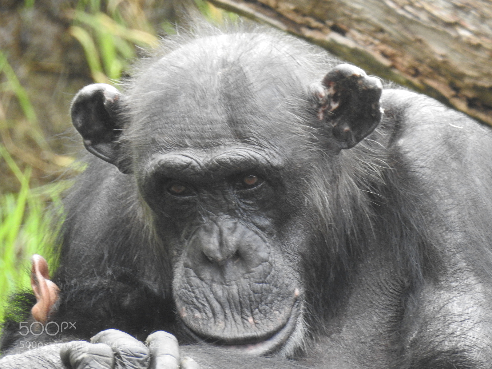 Nikon Coolpix P900 sample photo. A chimpanzee photography