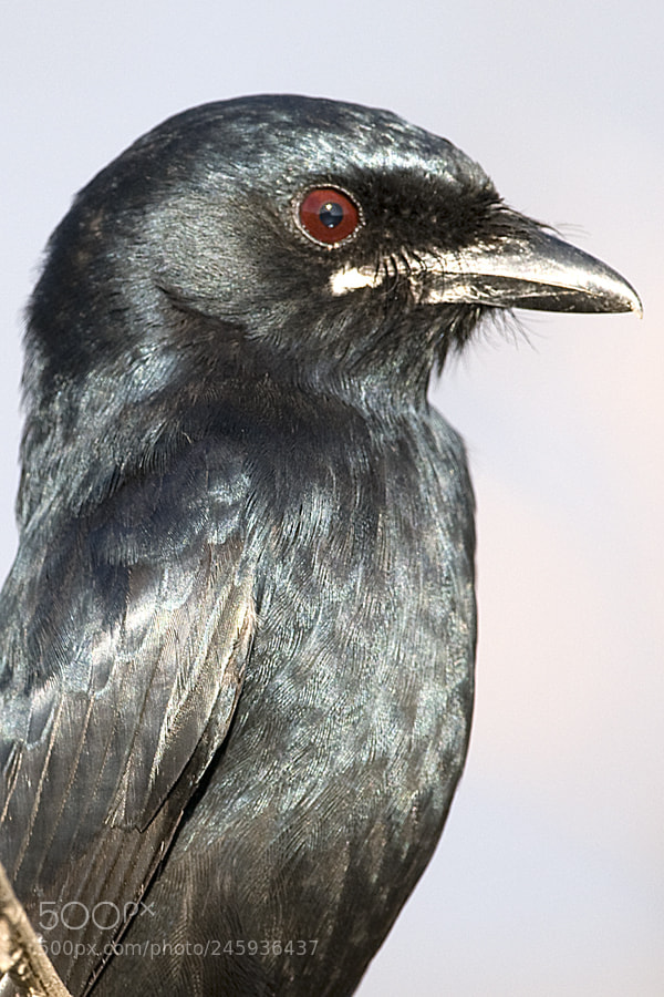 Nikon D300 sample photo. Drongo photography