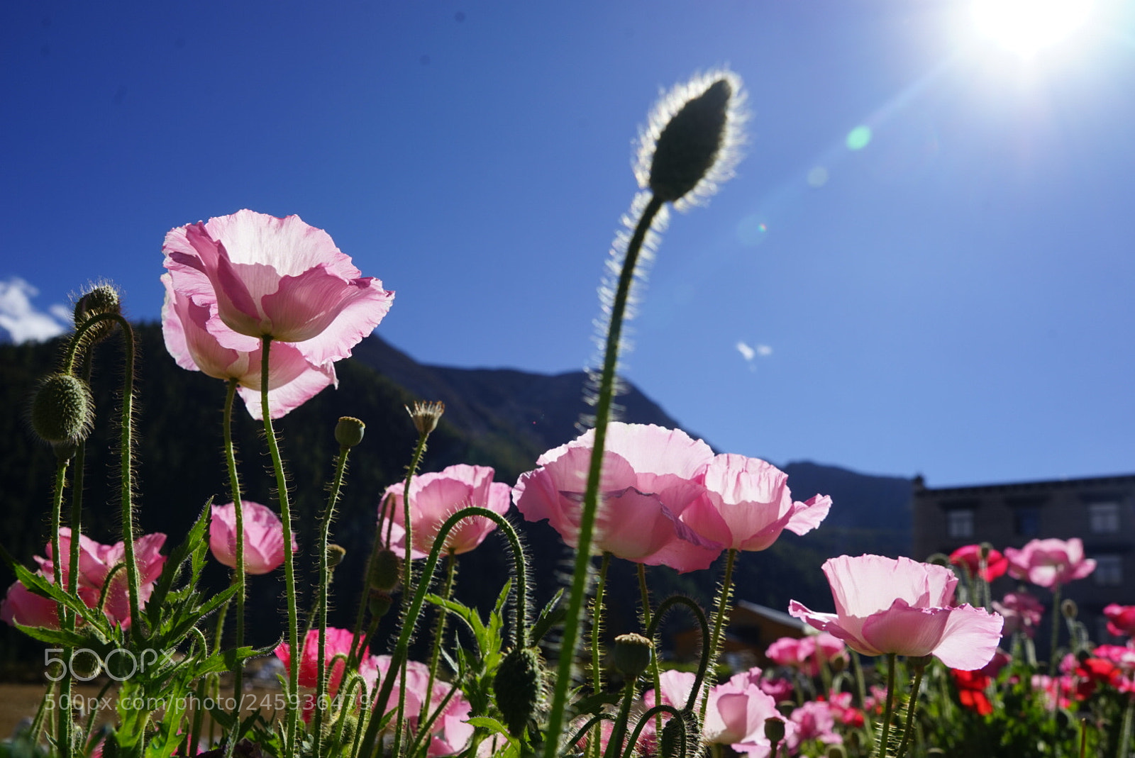 Sony a7 sample photo. 雪山下的虞美人 photography