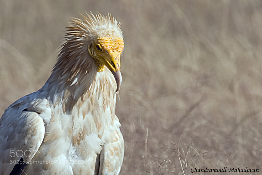 Nikon D300 sample photo. Egyptian vulture or pharaohs photography