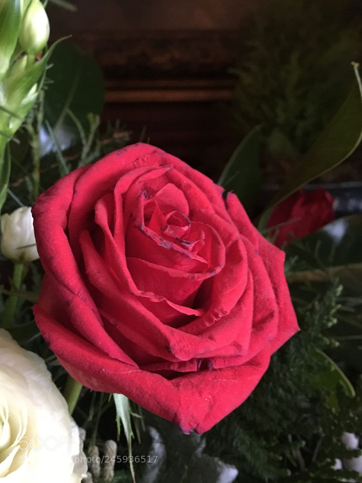 Apple iPhone 6s sample photo. Untitled photography