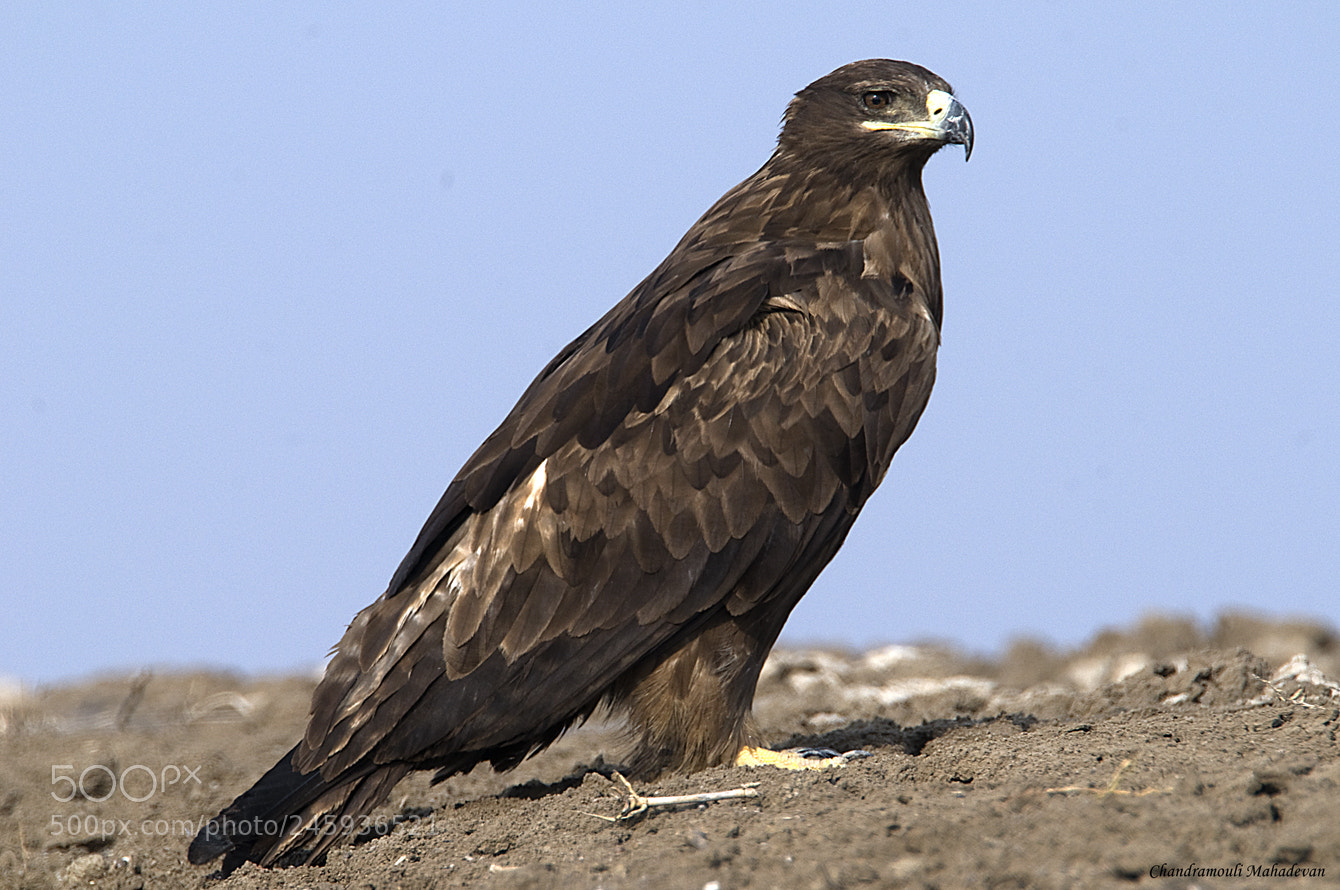 Nikon D300 sample photo. Steppe eagle photography