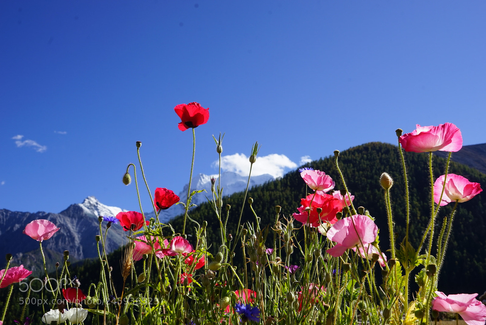 Sony a7 sample photo. 雪山下的虞美人 photography
