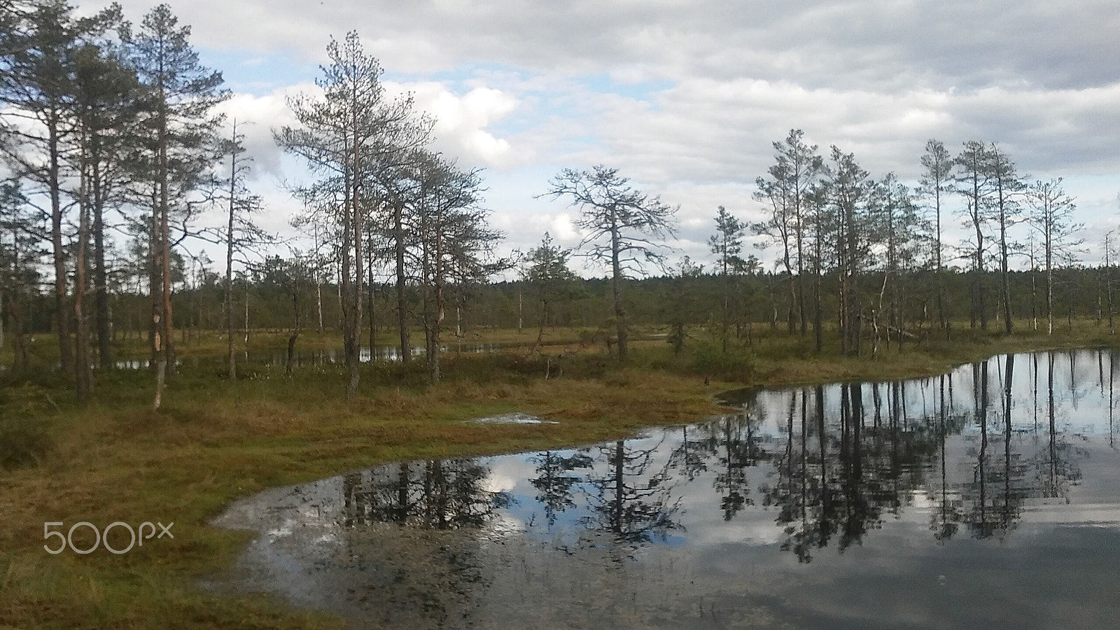 LG LEON 4G LTE sample photo. Viru bog photography
