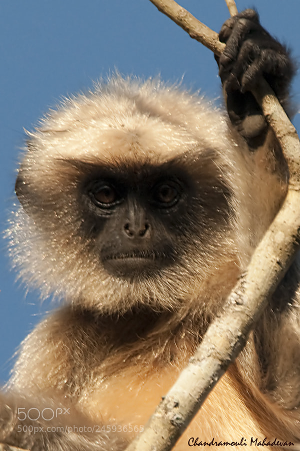 Nikon D300 sample photo. Langur photography