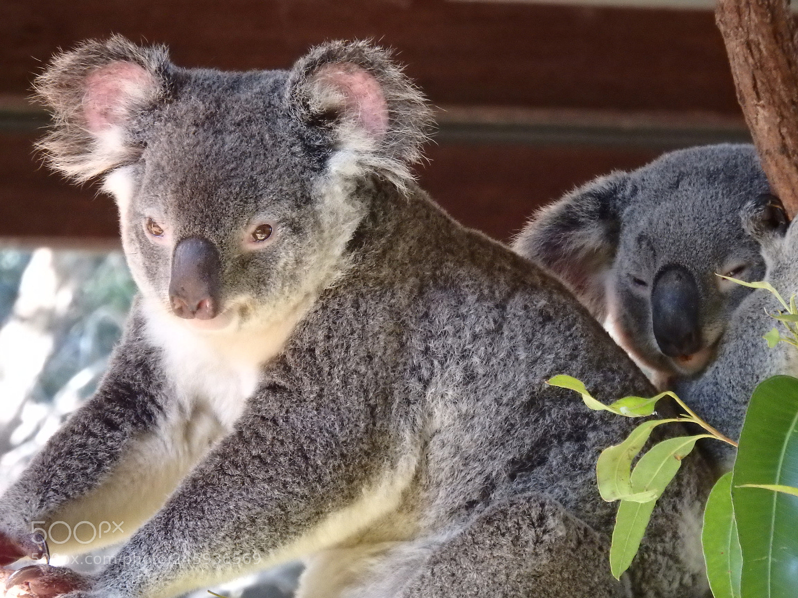 Olympus SP-100EE sample photo. Koala photography