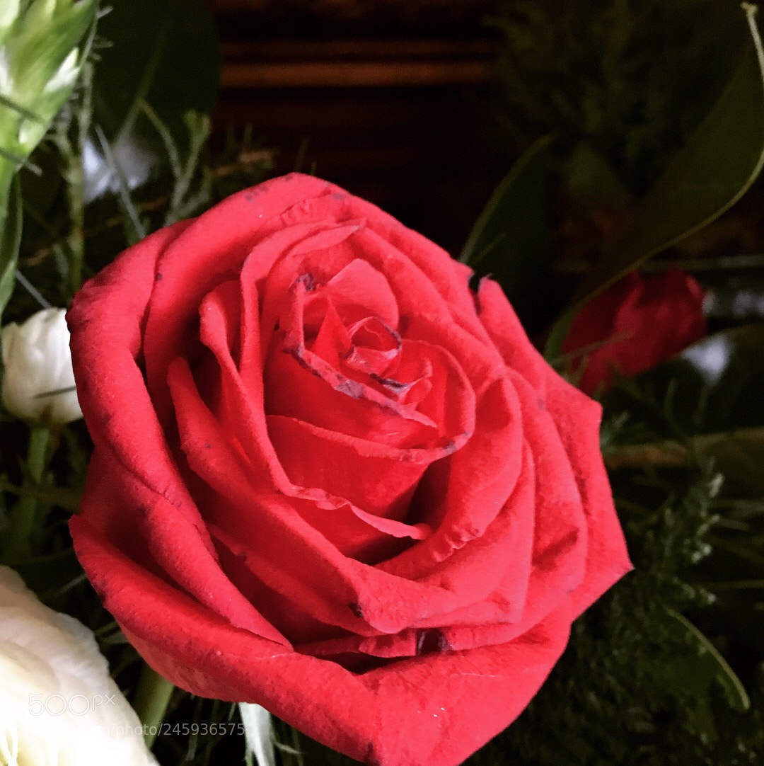Apple iPhone 6s sample photo. Untitled photography