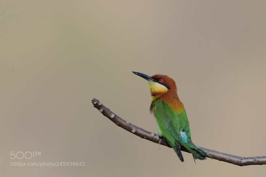 Nikon D3X sample photo. Green bee eater photography