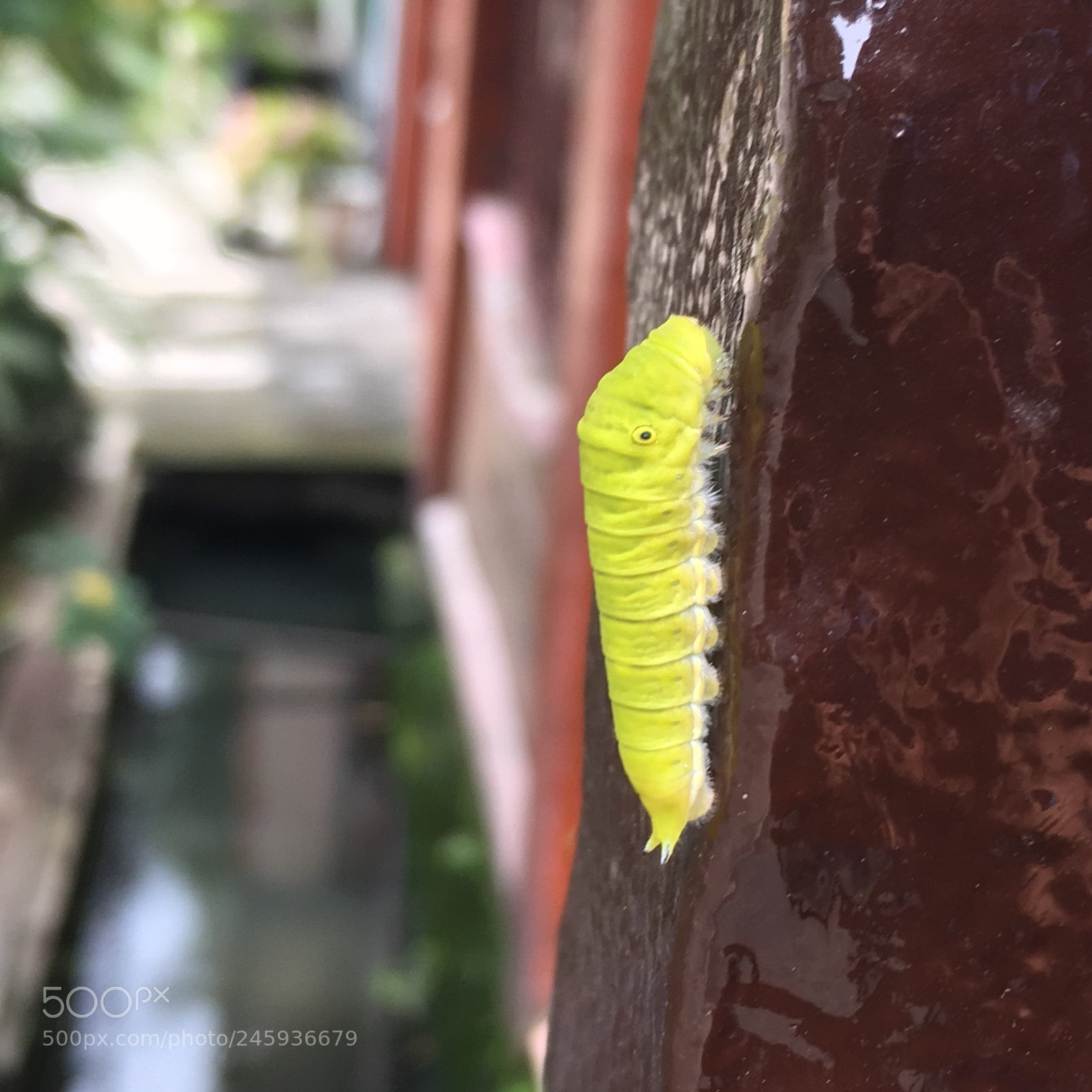 Apple iPhone SE sample photo. Untitled photography