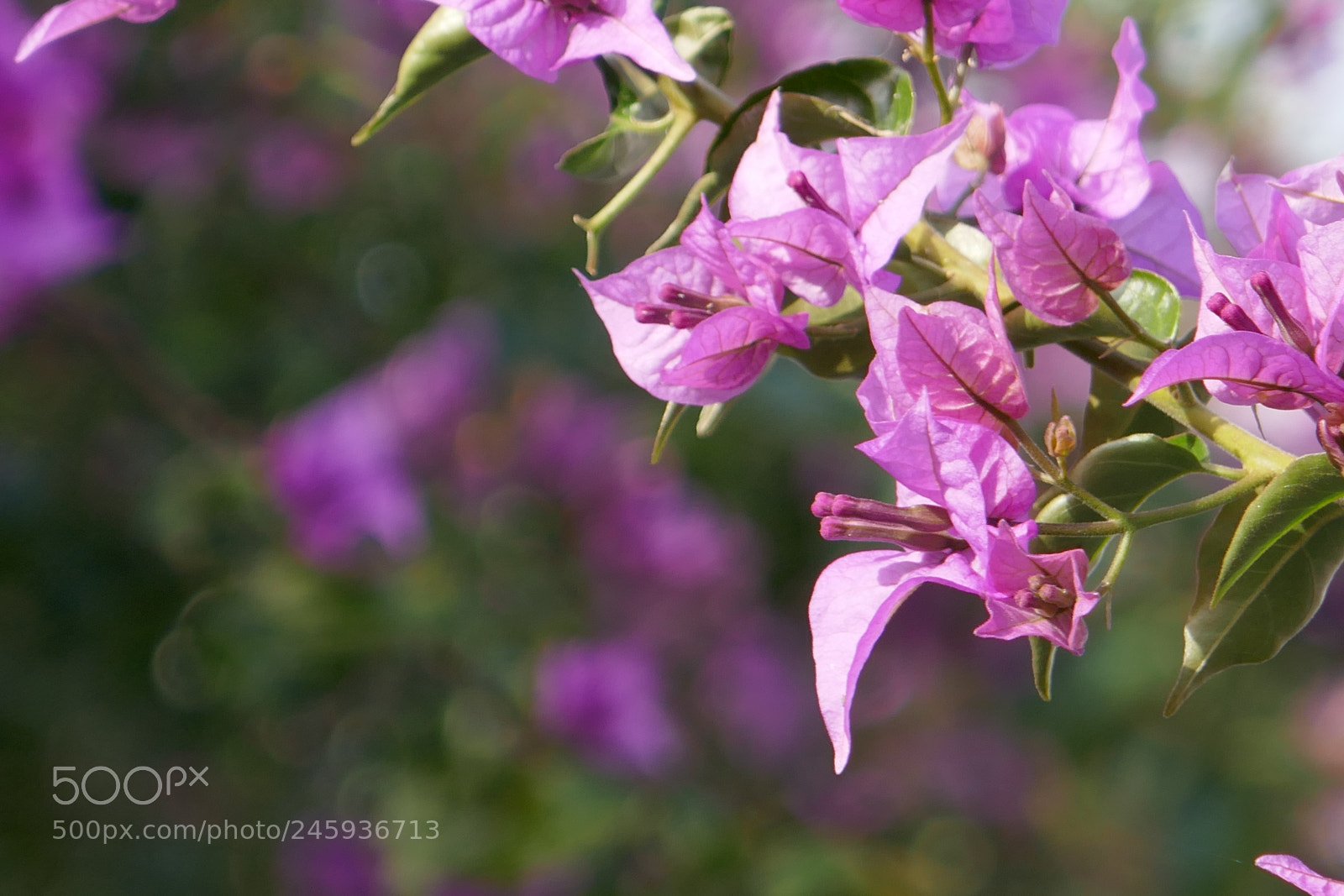 Panasonic Lumix DMC-ZS100 (Lumix DMC-TZ100) sample photo. Flowers in the sun photography
