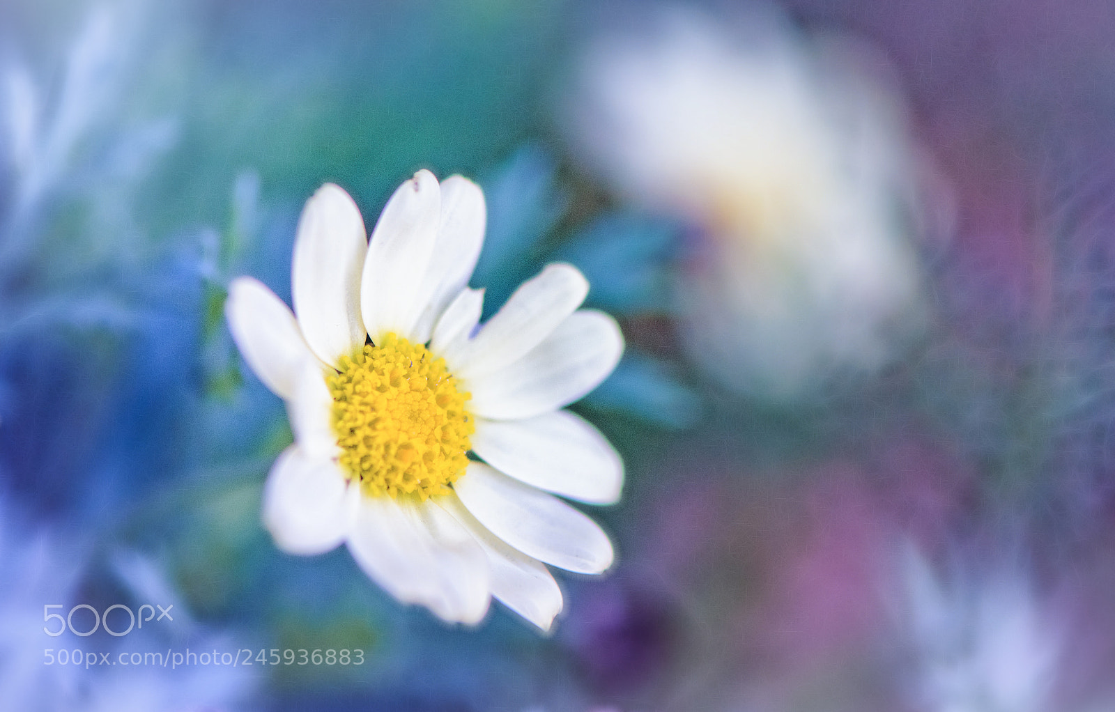 Nikon D850 sample photo. Standing and waiting for photography