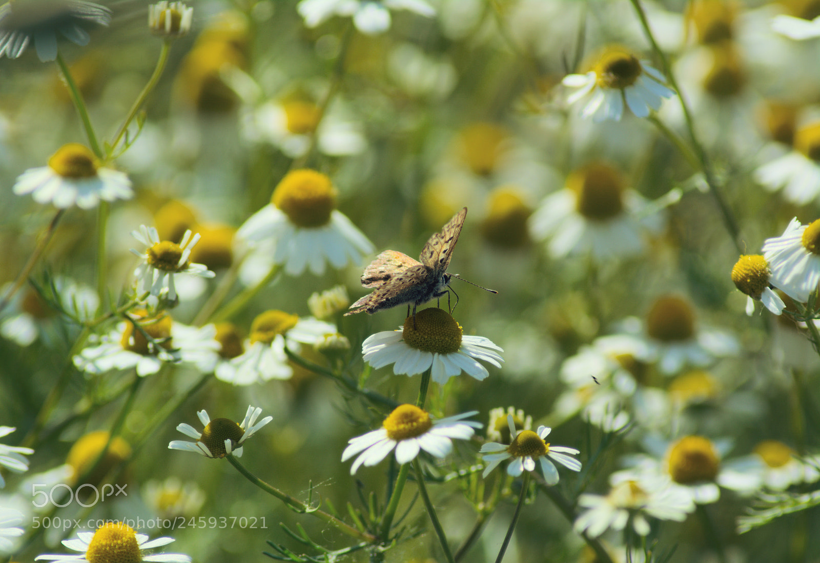 Nikon D5200 sample photo. Rumiankowo photography