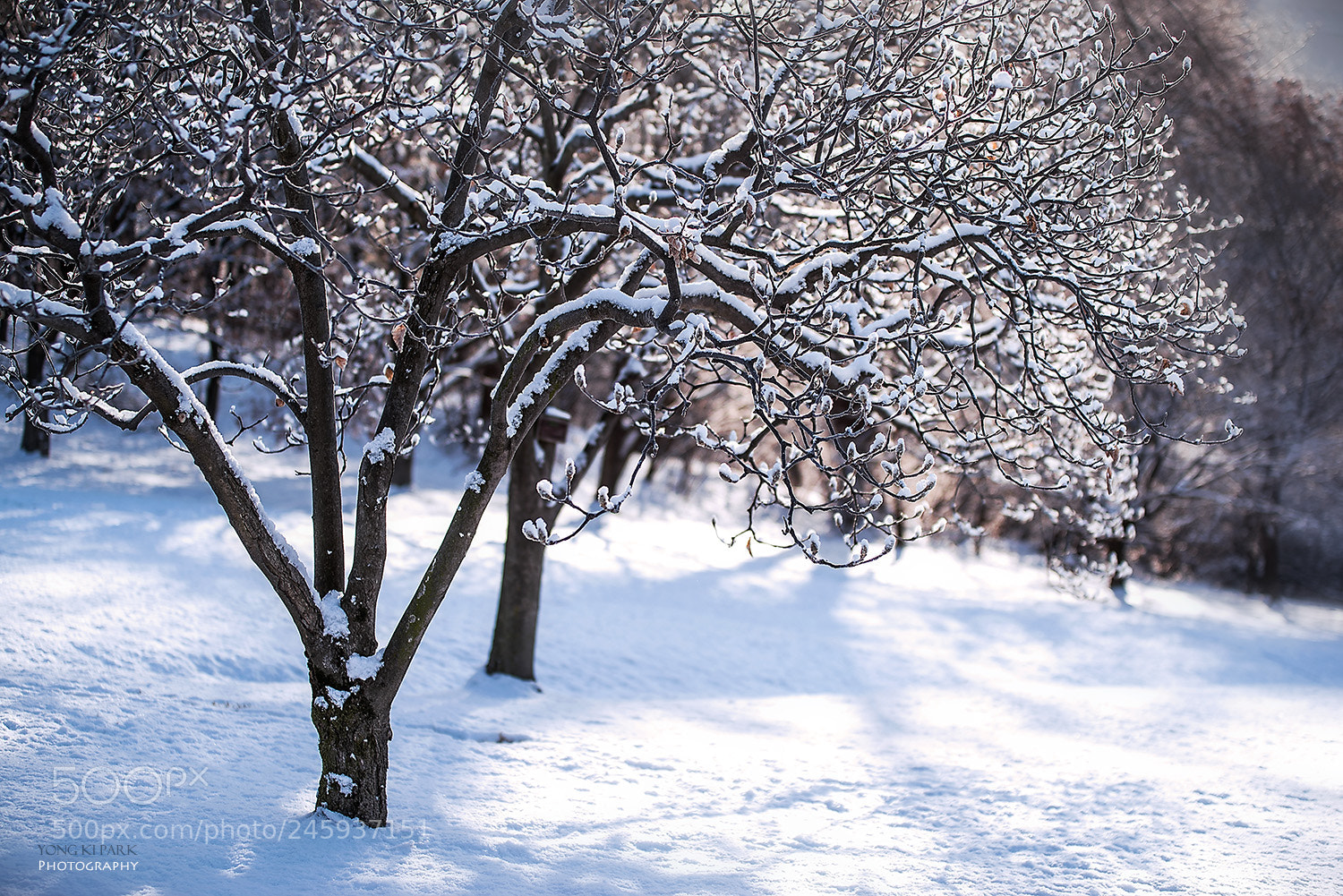Pentax K-1 sample photo. Snow of february-1 photography