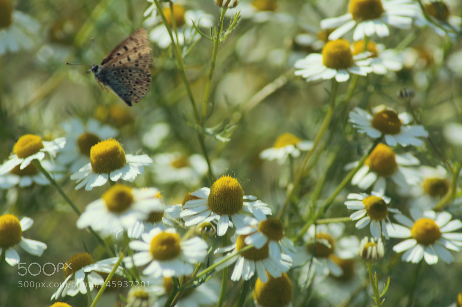 Nikon D5200 sample photo. Rumiankowo2 photography