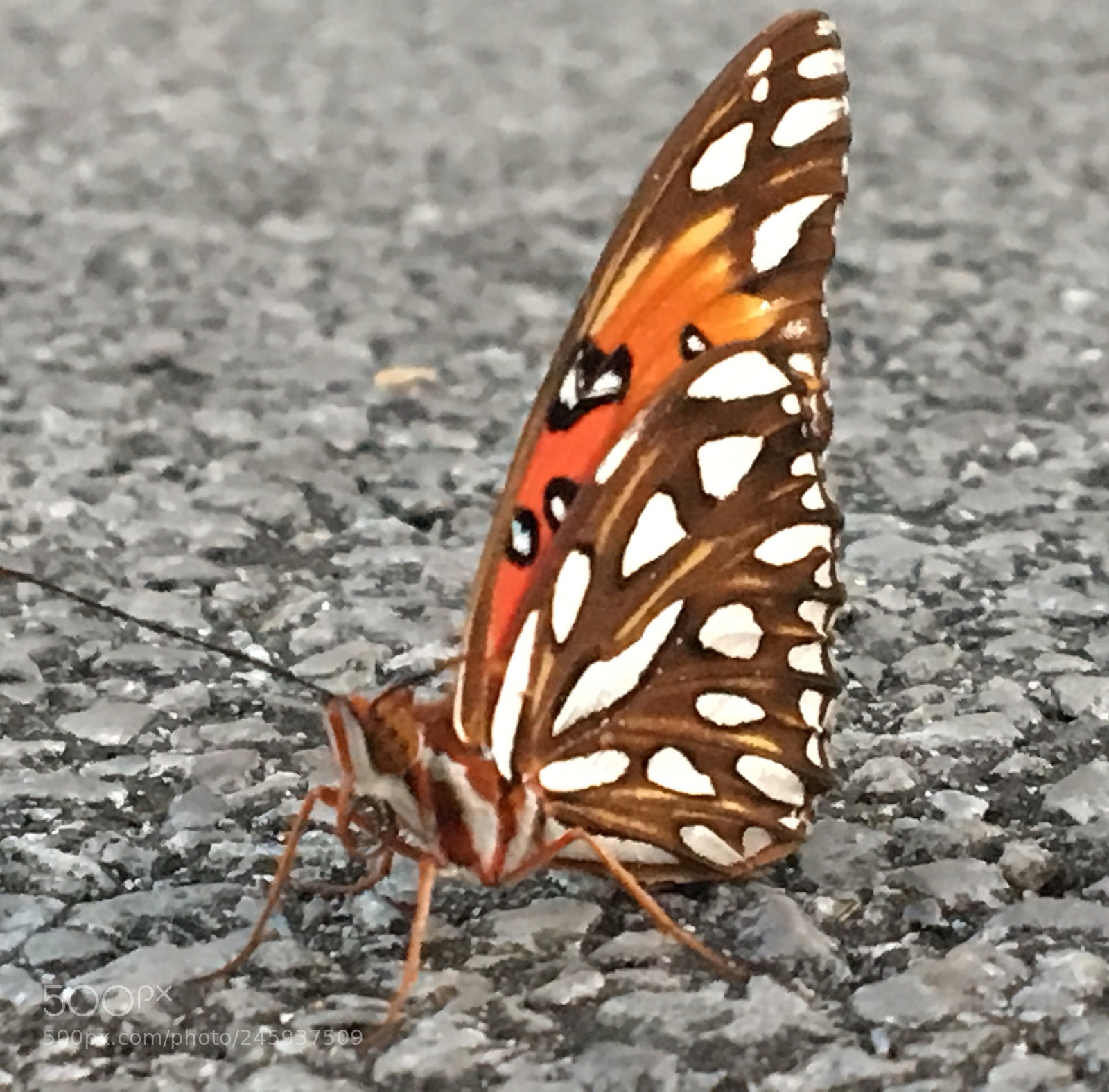 Apple iPhone 6s sample photo. Untitled photography