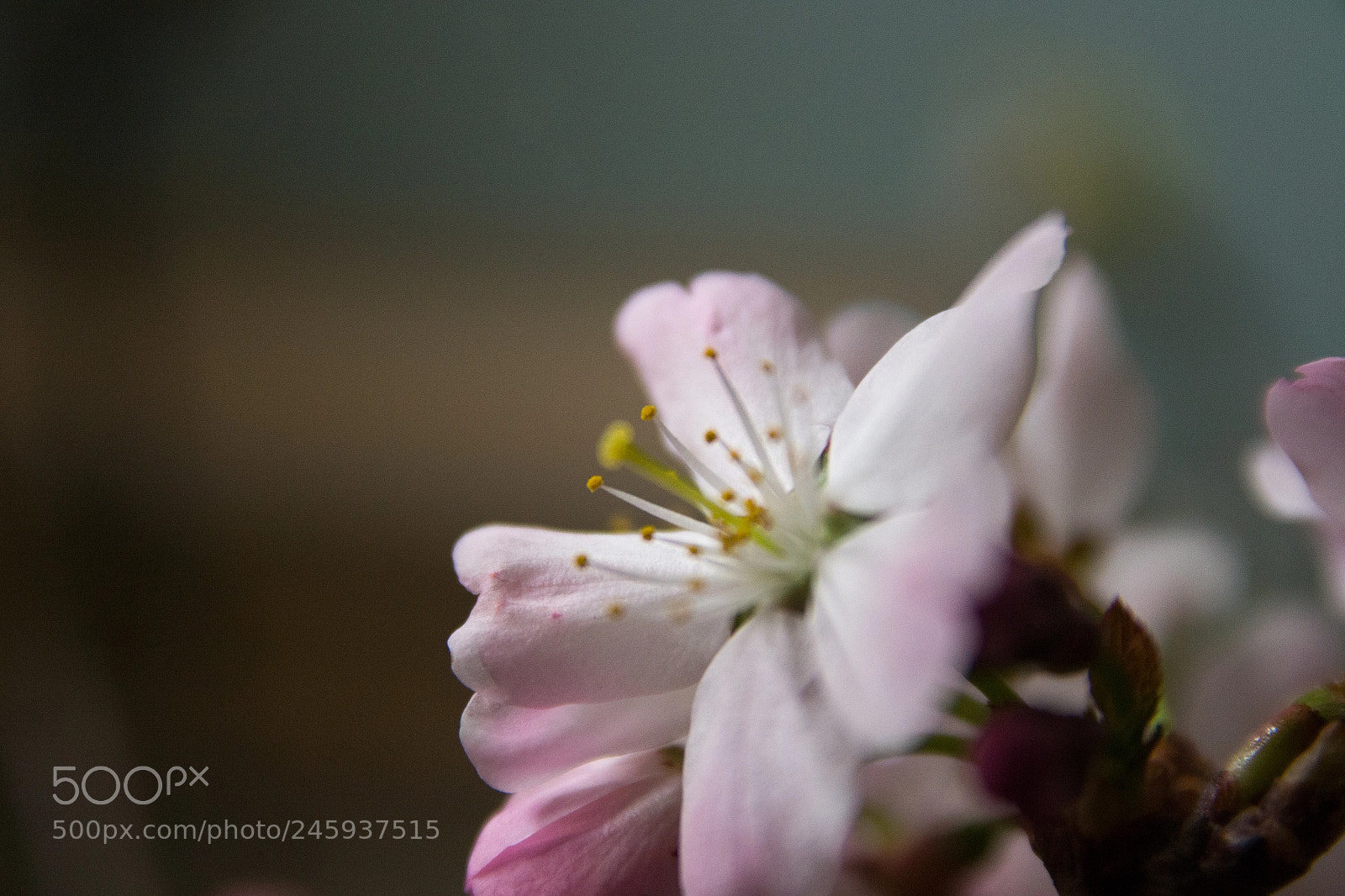 Nikon D3100 sample photo. Blossom photography