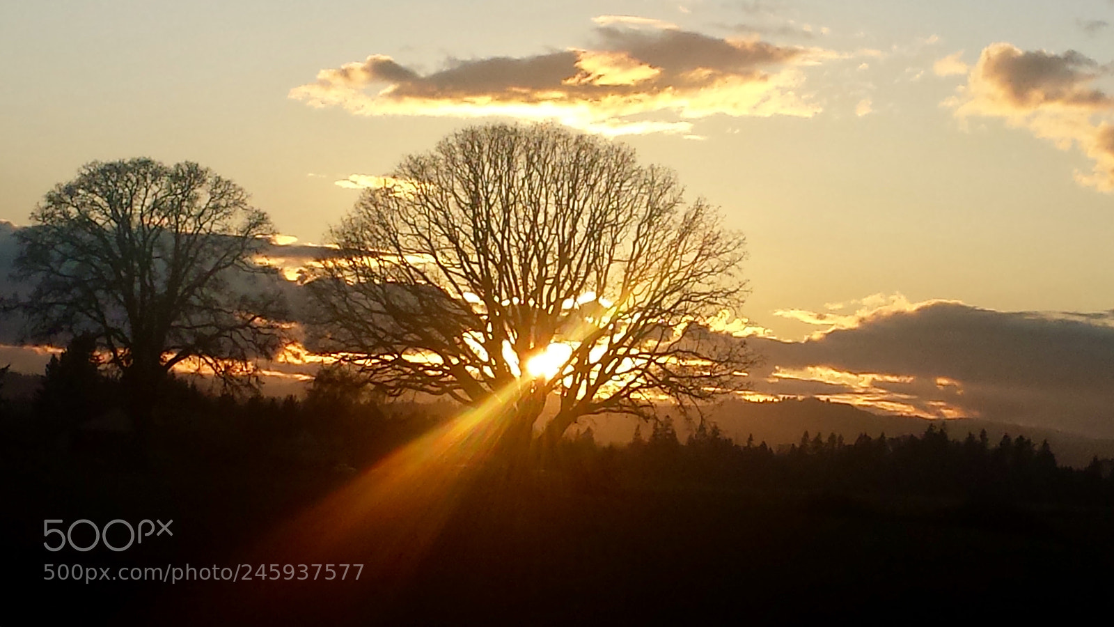 Samsung Galaxy S4 sample photo. Sunburst through the oaks photography