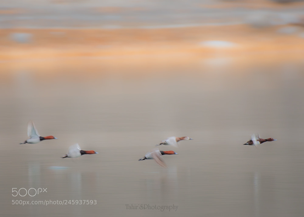 Nikon D500 sample photo. Common pochard  in flight photography
