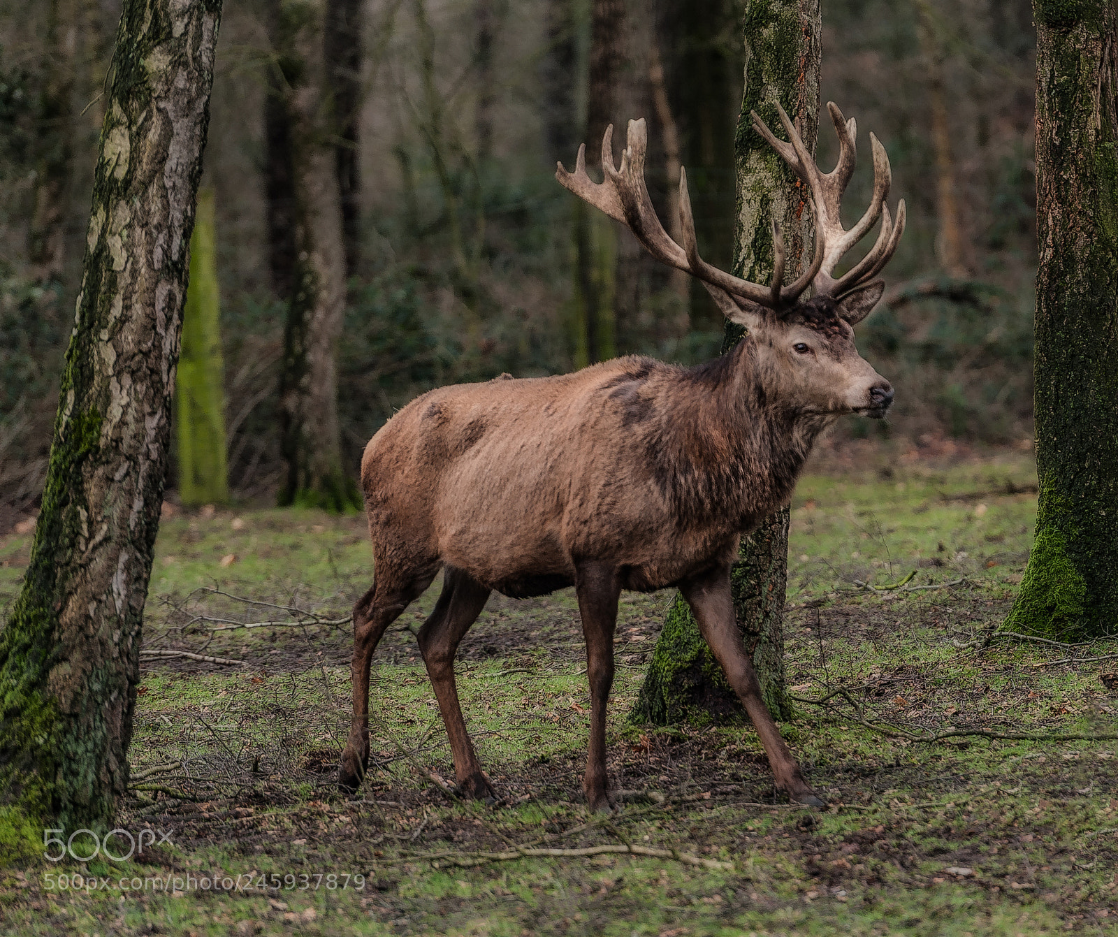 Nikon D700 sample photo. "deer is coming" photography