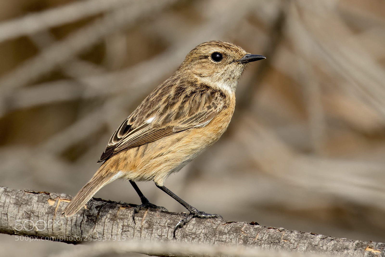Canon EOS 7D Mark II sample photo. Stonechat photography