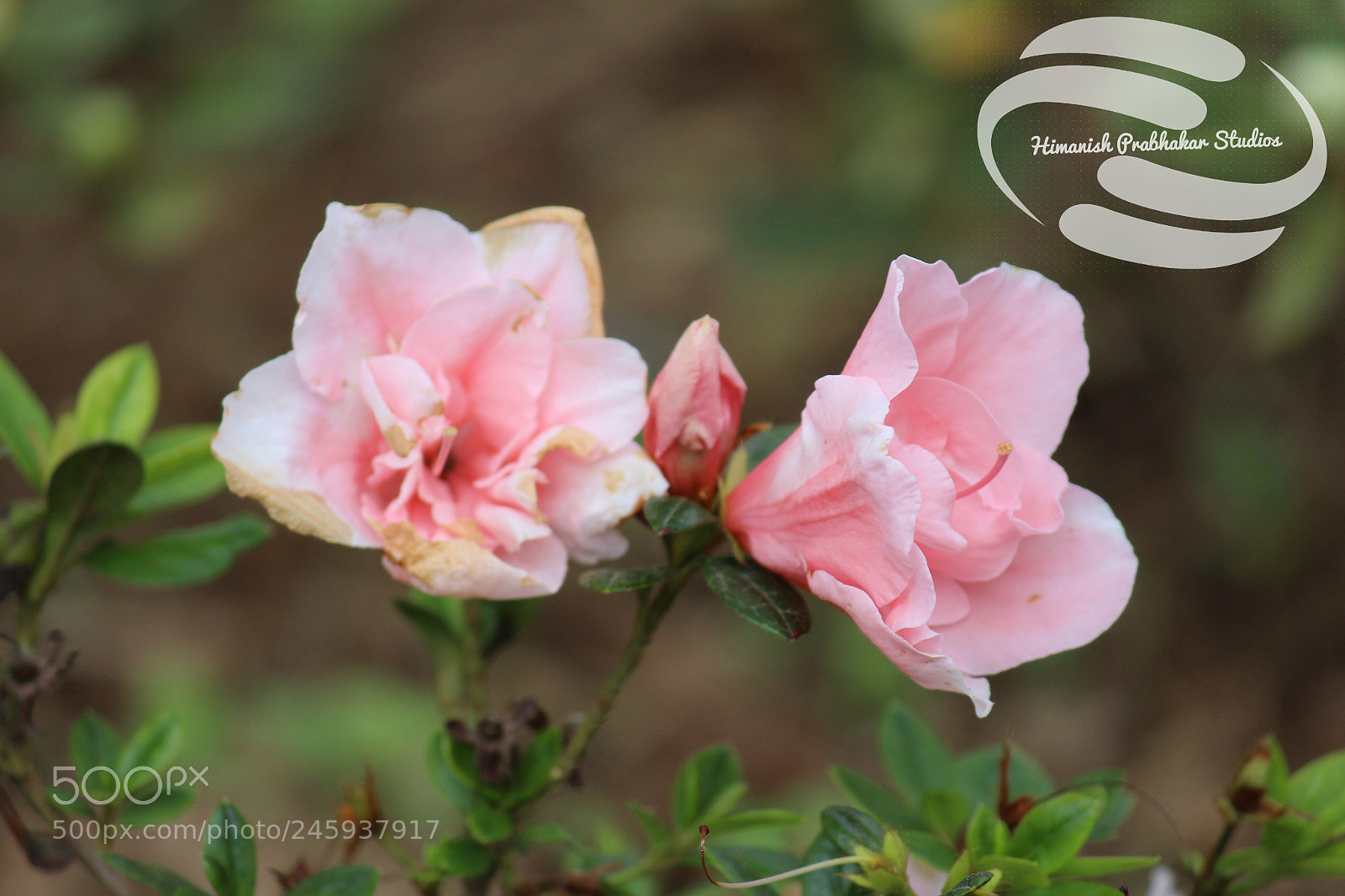 Canon EOS 700D (EOS Rebel T5i / EOS Kiss X7i) sample photo. Two brothers photography