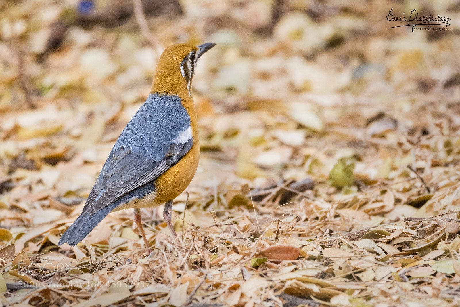 Nikon D810 sample photo. Orange headed thrush photography