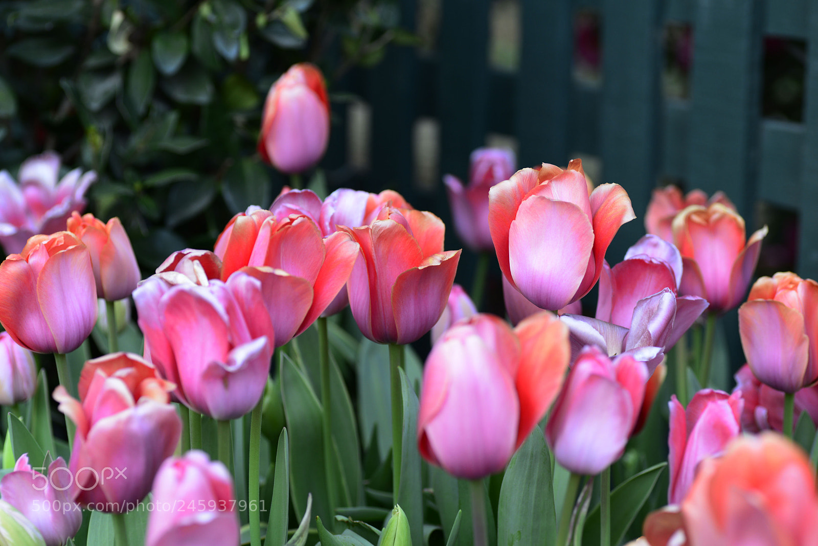 Nikon D610 sample photo. Tulips photography