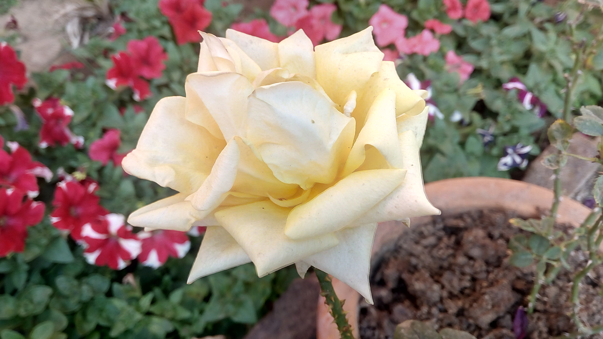 Lava X10 sample photo