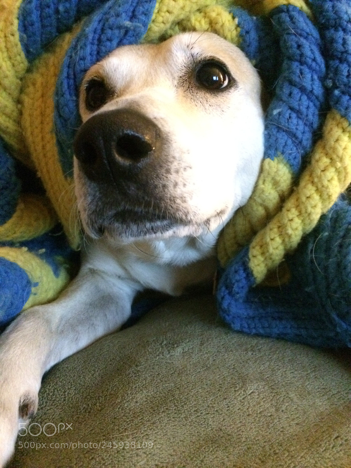 Apple iPhone 5s sample photo. Wake up daddy! photography