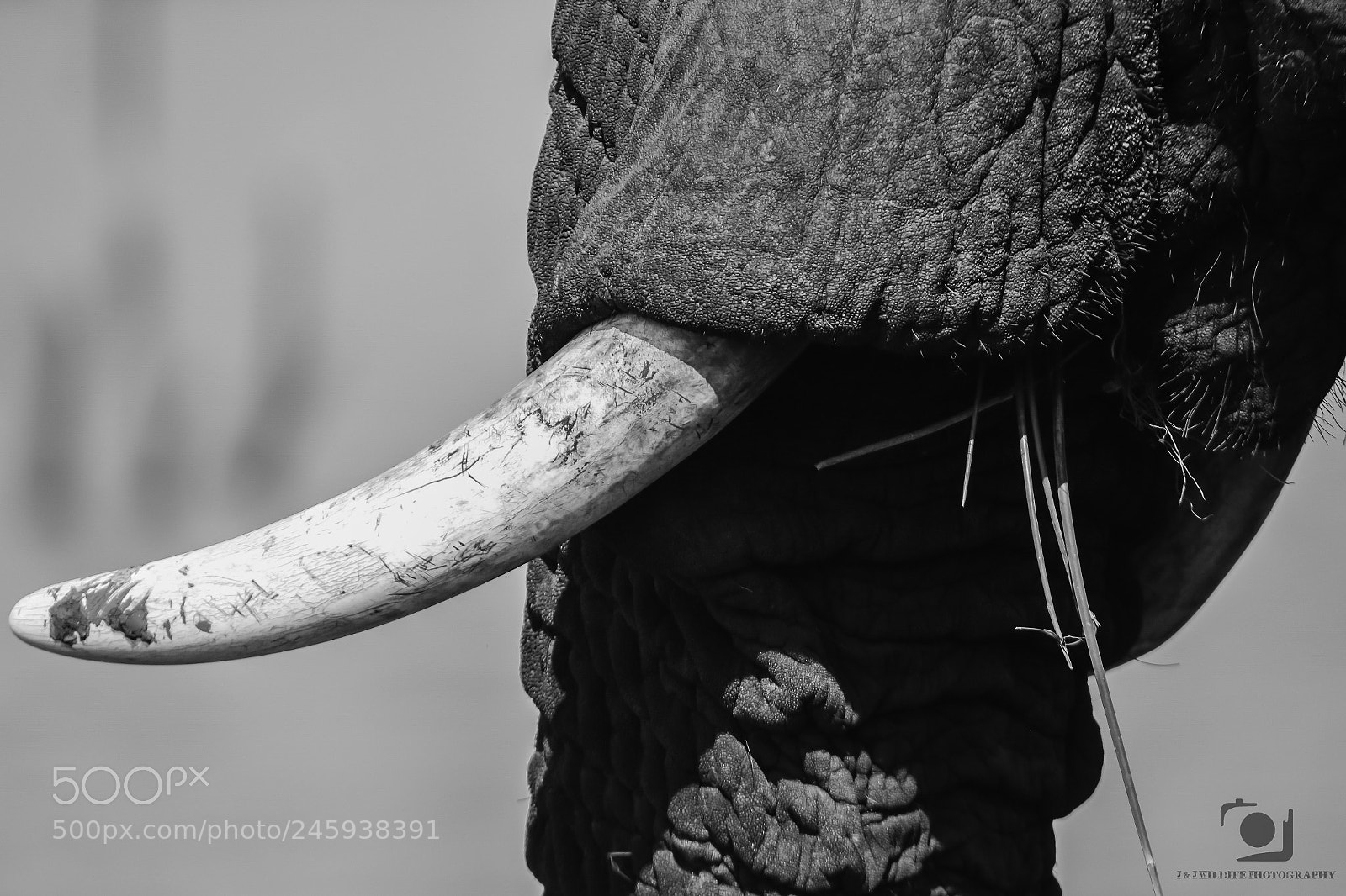 Canon EOS 7D Mark II sample photo. Elephant tusk photography